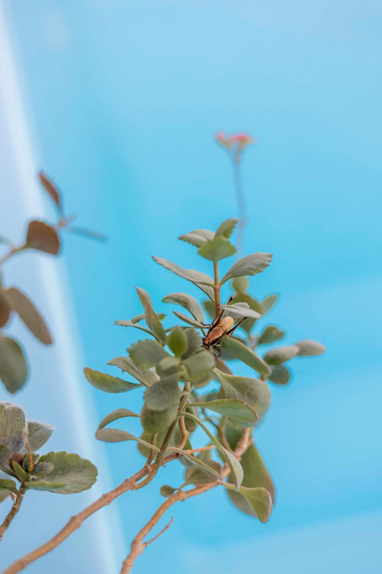 Psinthos Villa Tranquility מראה חיצוני תמונה